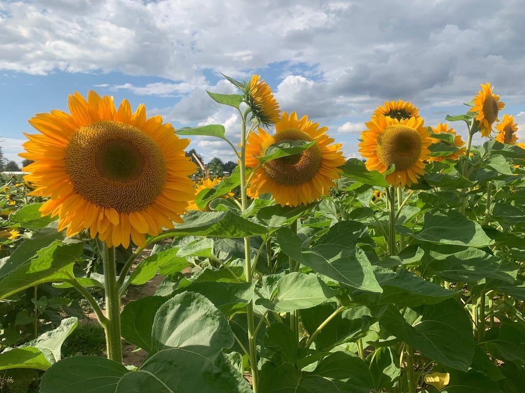 Maan Farms Market and Estate Winery