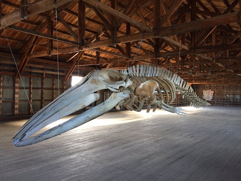 Ballena Sei. Muestra inaugurada recientemente. Excelente trabajo el que realizan en este Museo. 