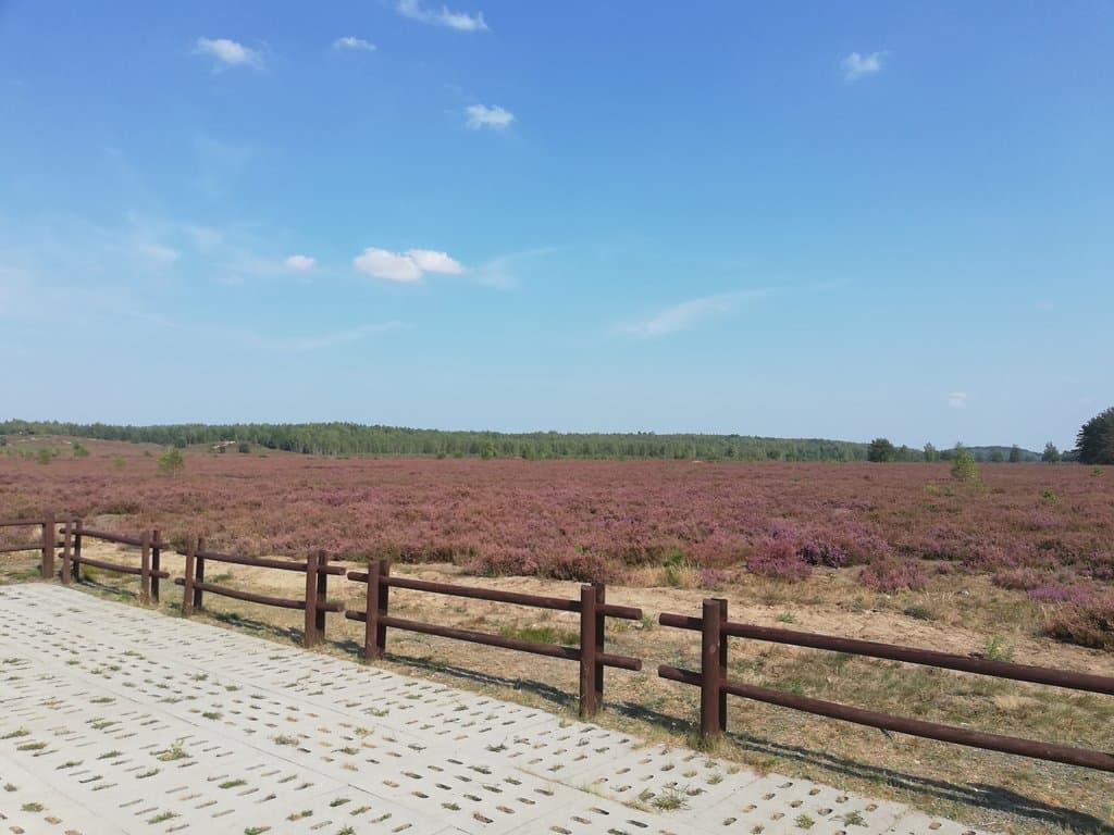 Wrzosy, wrzosy, wrzosy!!! Pięknie