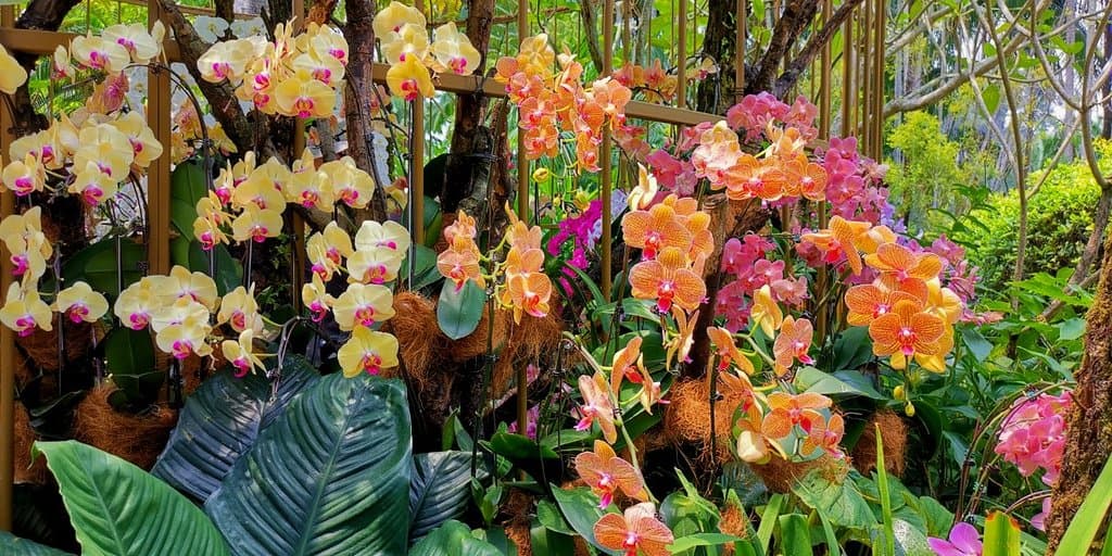 Visit the Singapore National Orchid Garden