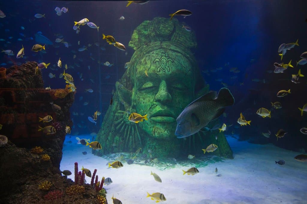 Visit our amazing Ocean Tank