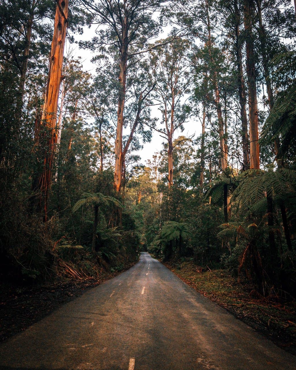 Fernshaw Picnic Area