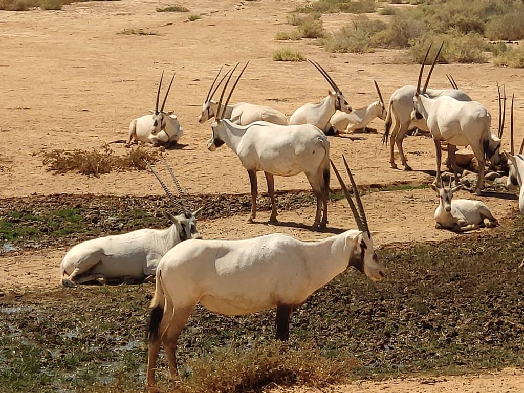 Shaumari Wildlife Reserve Jordan