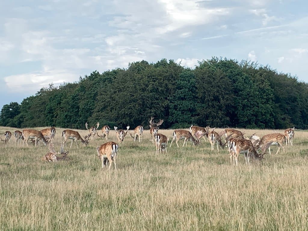 Jægersborg Dyrehave Copenhagen
