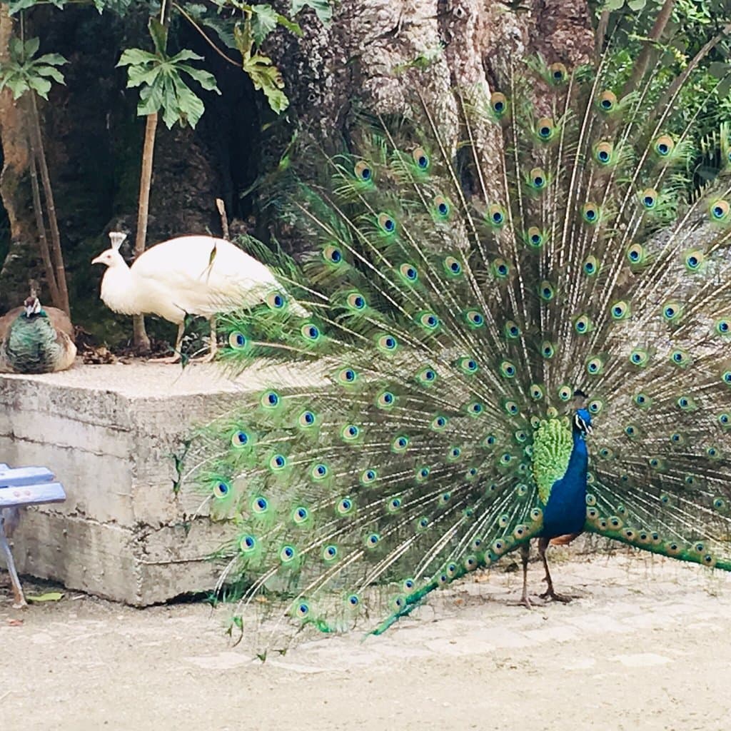 A minha visita foi em uma quarta-feira chuviscando durante o inverno: pude ter contato com os animais e observa-los com tranquilidade. Os recintos são muito legais e os animais bem cuidados. Estava em reformada quando estive lá, por isso deixou um pouquinho a desejar na beleza e o recinto dos tigres é pequeno ... porém, vale muito a pena (paguei 20,00 no passeio)
