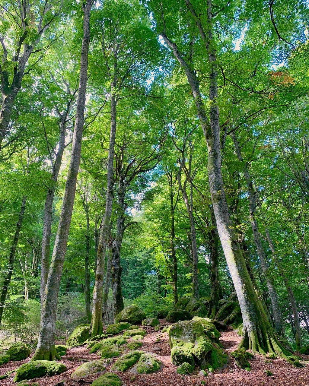 Faggeta del Monte Cimino