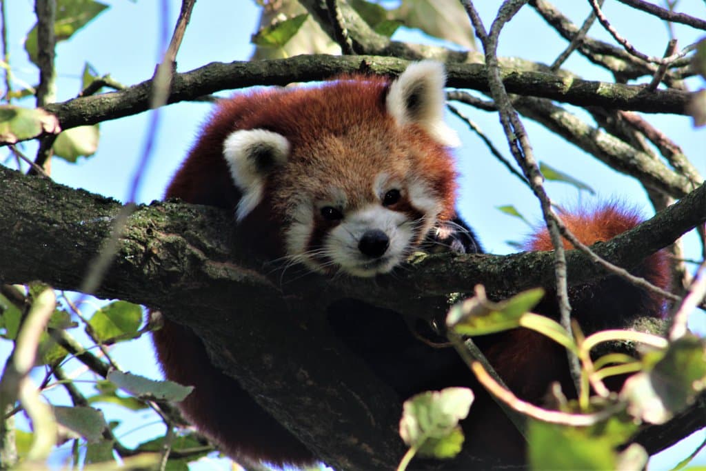 Who says I should get out of bed?