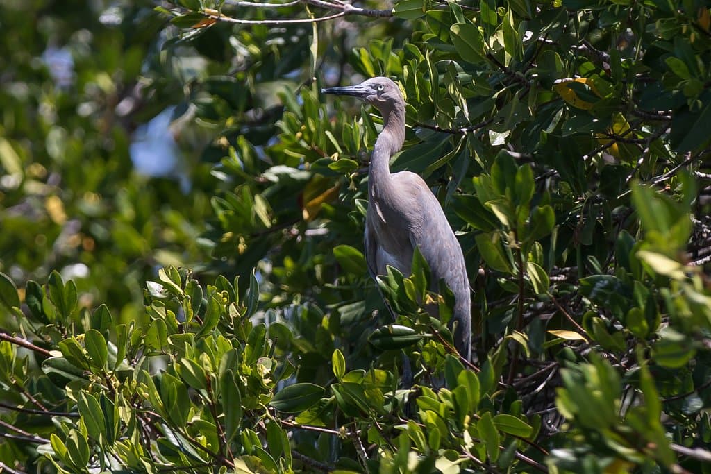 Red Heron on Bird Island