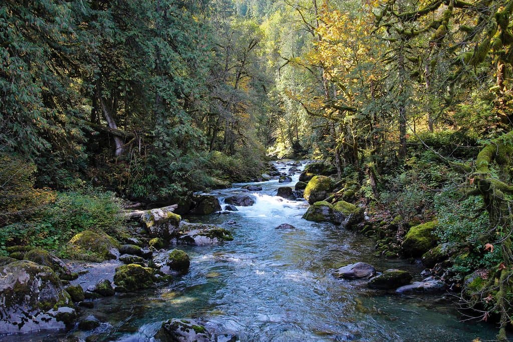 Tamihi Creek - Salmon spawning creek