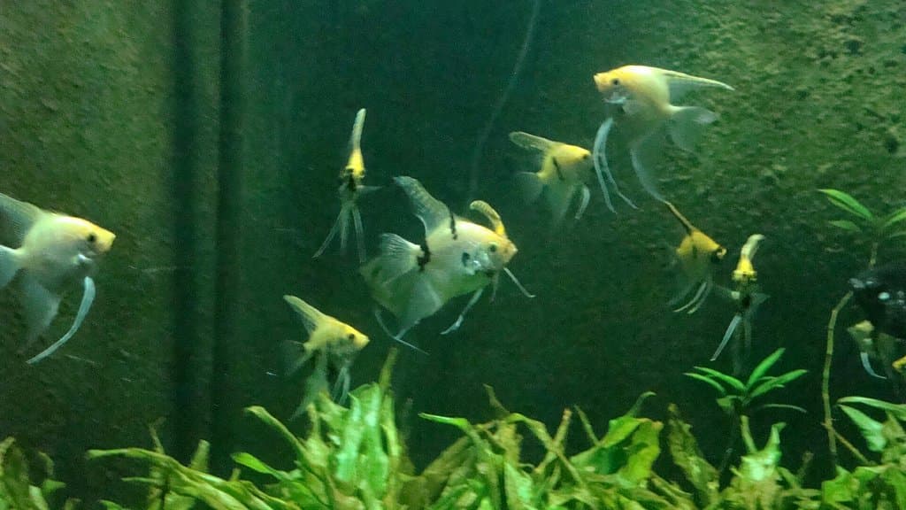 Bagh-e Bahu Aquarium