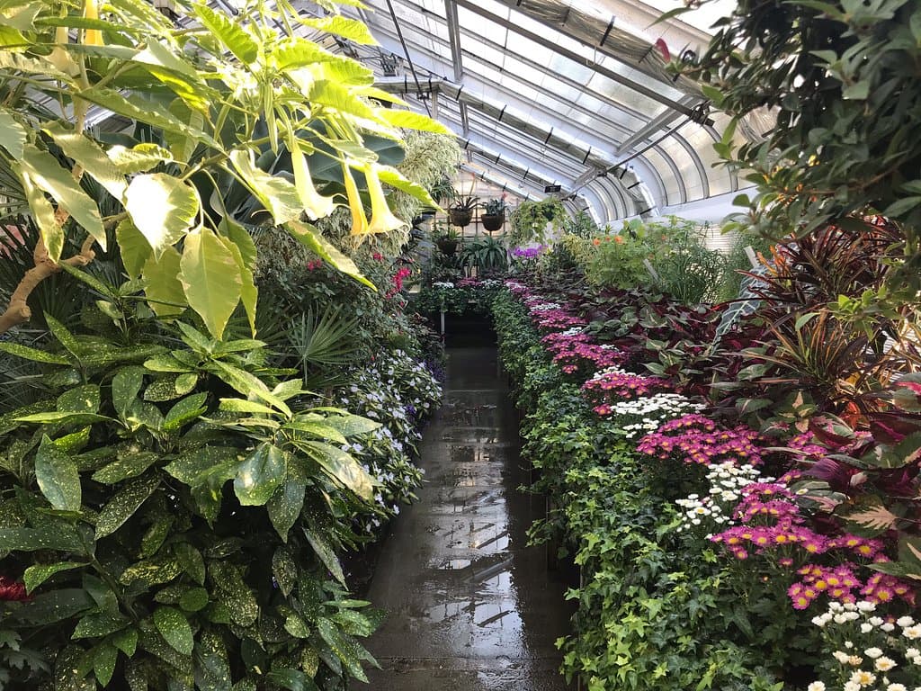 Wonder flowers