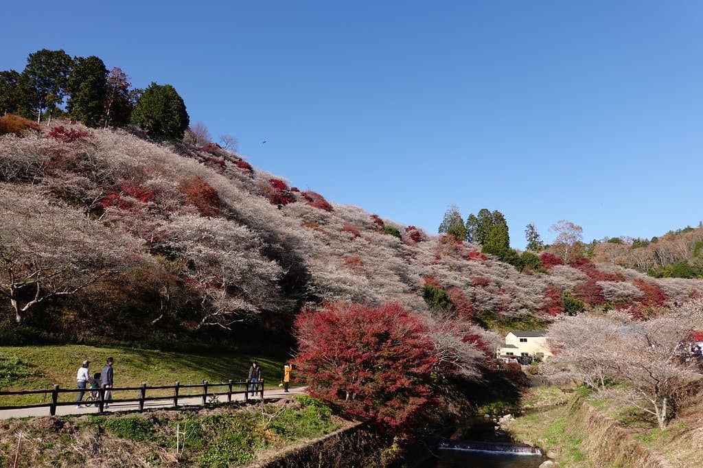Obara Shikizakura no Sato