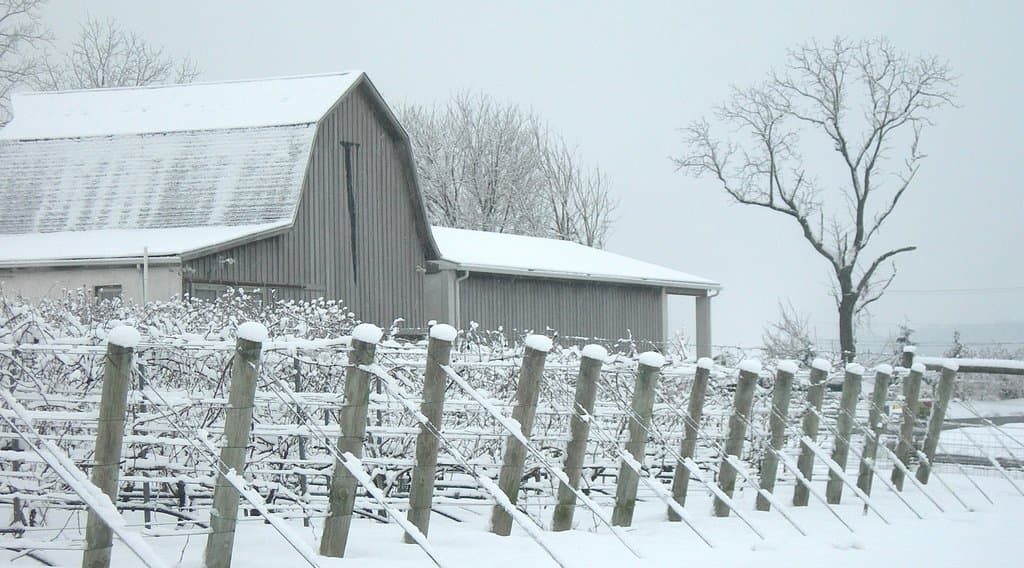 The little vineyard.