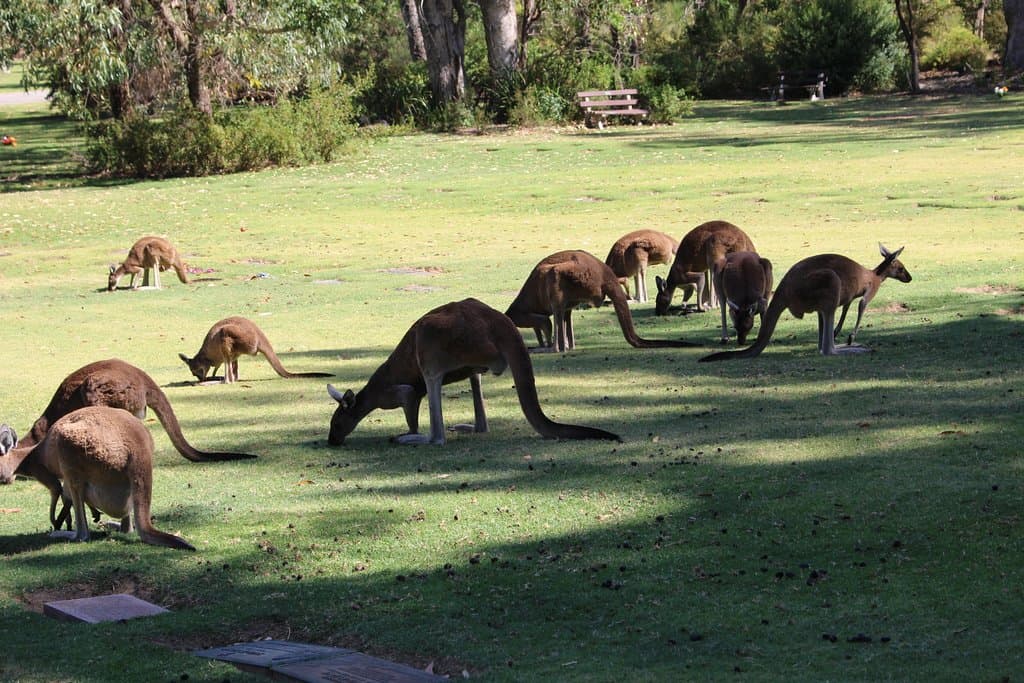 Free kangaroos