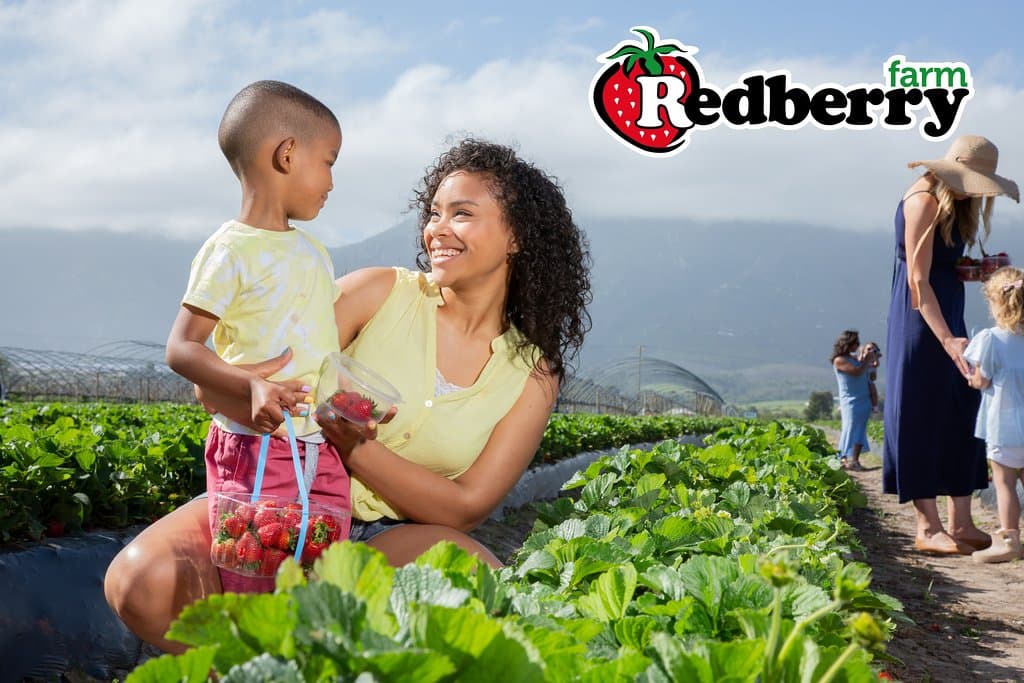 Pick your own strawberries at Redberry Farm