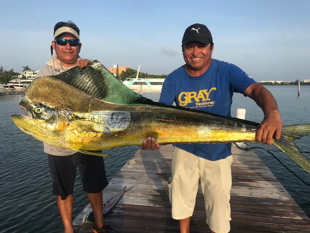 60 inches bullhead mahi 