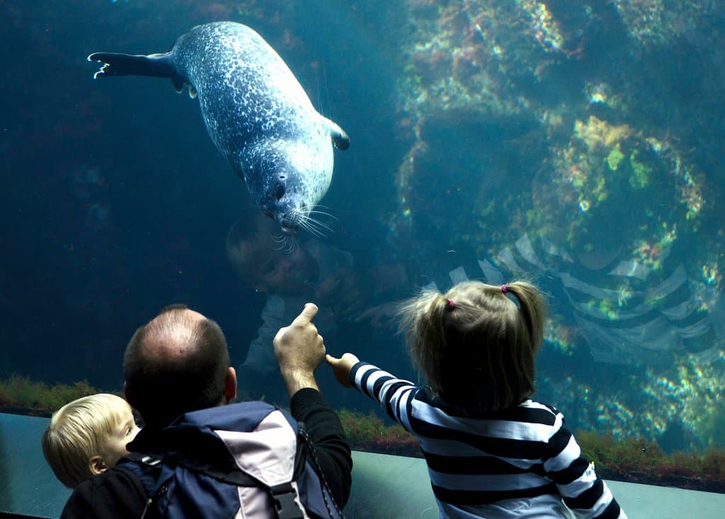 Phoque veau marin - Pavillon Bretagne