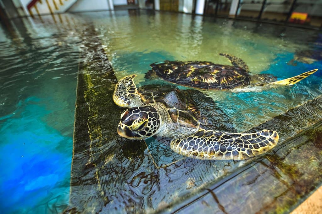 Sea Turtle Farm and Hatchery - Habaraduwa
