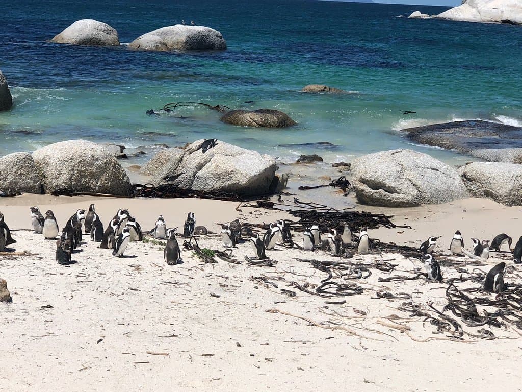 African Penguin and Seabird Sanctuary