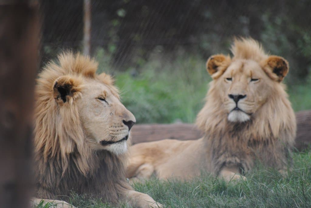 Krugersdorp Game Reserve