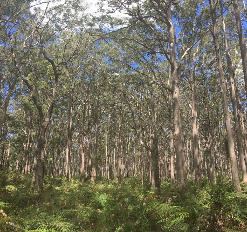 The forest is peaceful