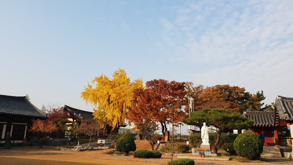 대구향교의 설경~ 노랗게 물든 은행나무와 싱그런 여름풍경입니다.