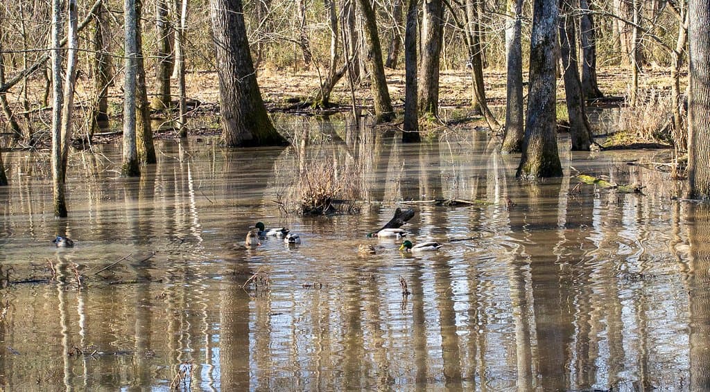we saw ducks feeding
