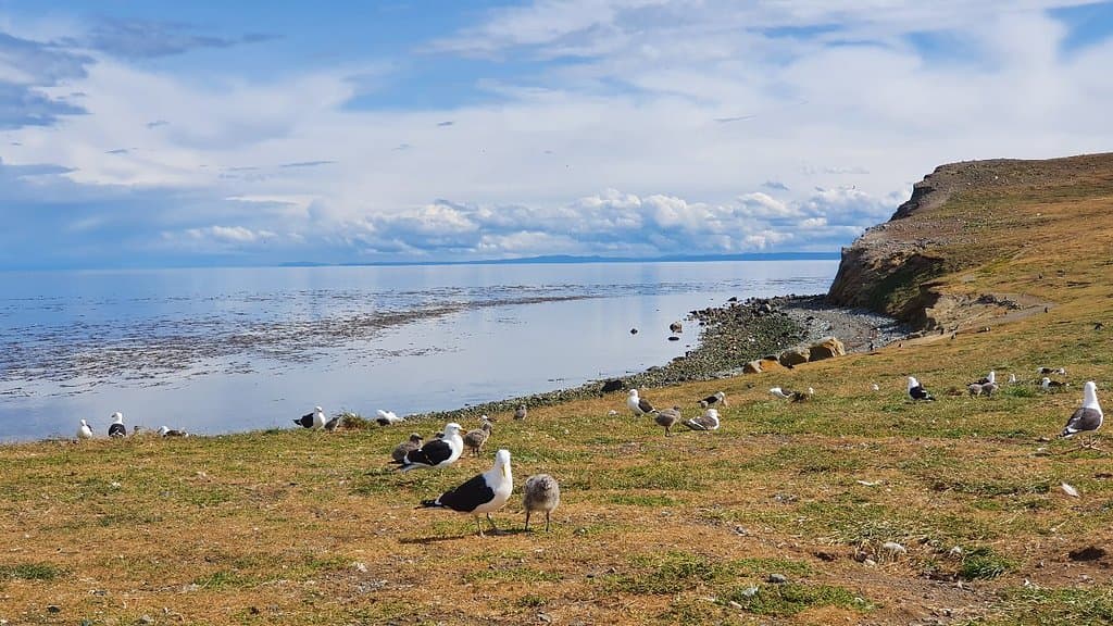Los Pingüinos Natural Monument Isla Magdalena and Isla Marta
