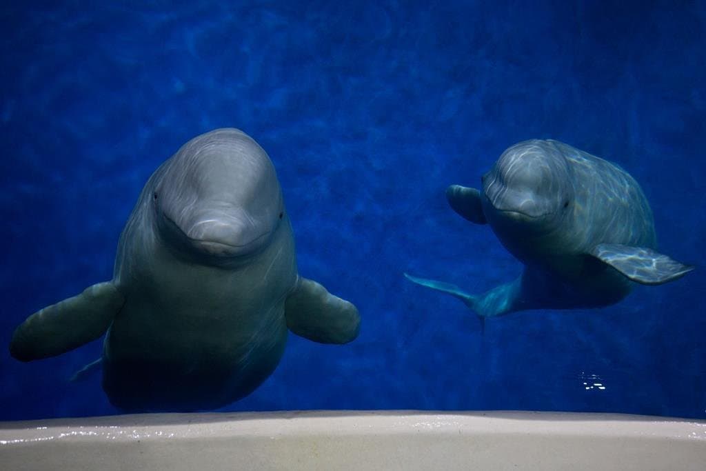 Learn all about Little White and Little Grey, the sanctuary's first beluga whales, who traveled from China to Iceland in June 2019.