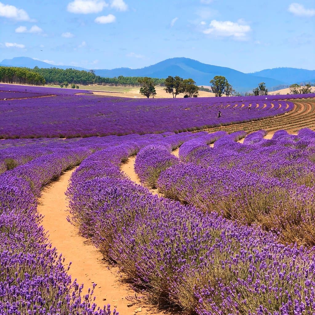 Bridestowe Lavender Estate