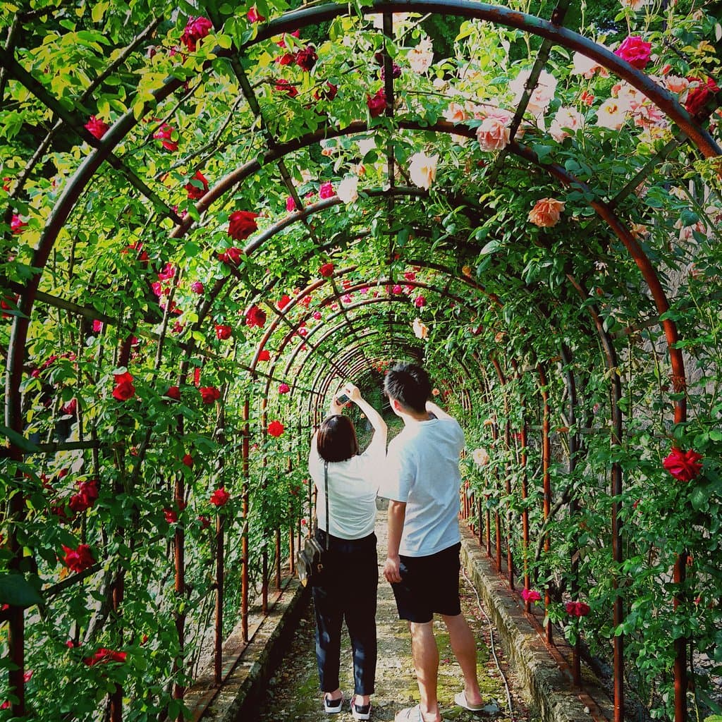蔓バラも多くアーチやバラのトンネルもあります