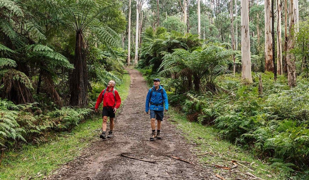 Walking in Dandenong Ranges National Park