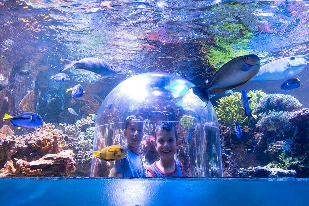 Indo Pacific Coral Reef