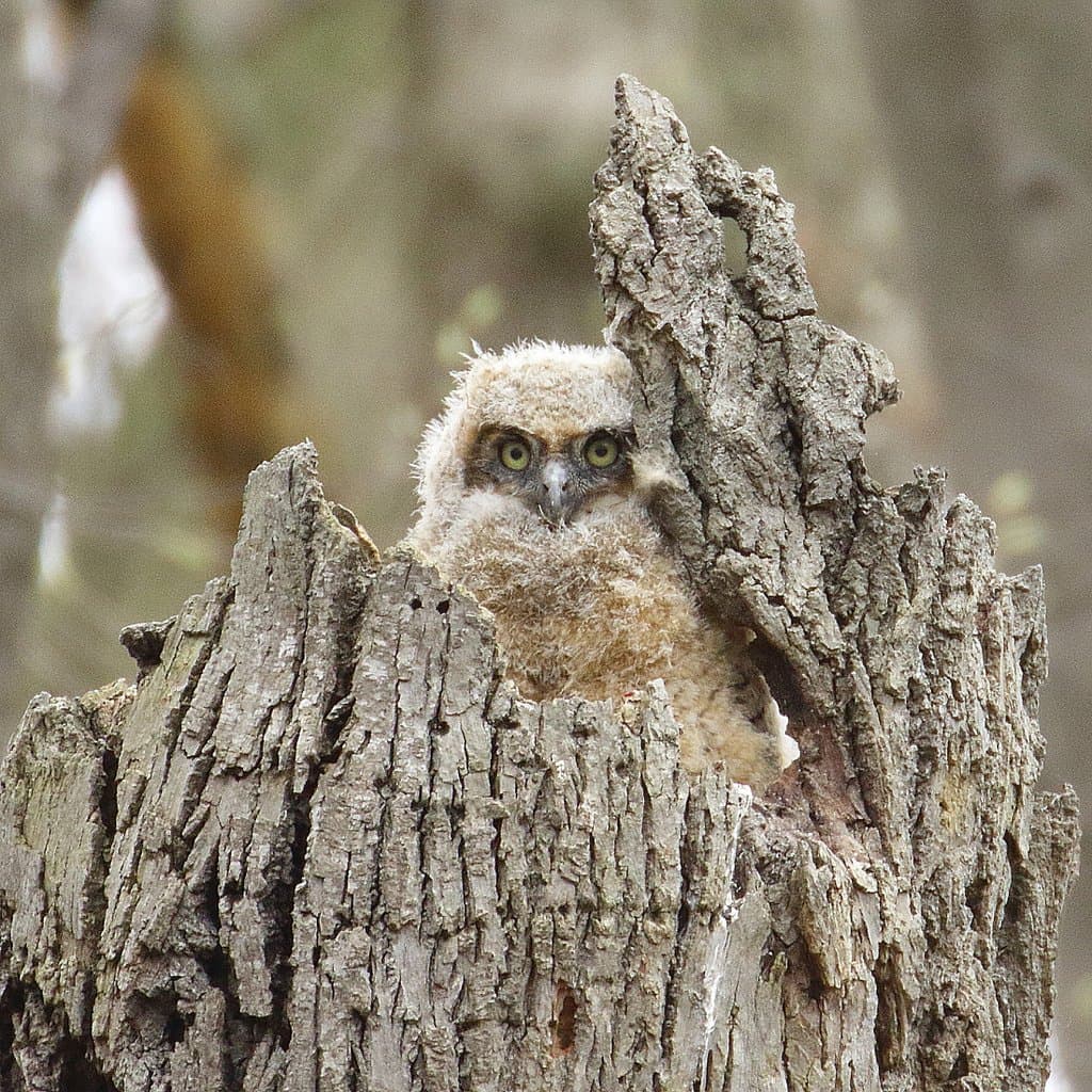 A Great Horned Owlet