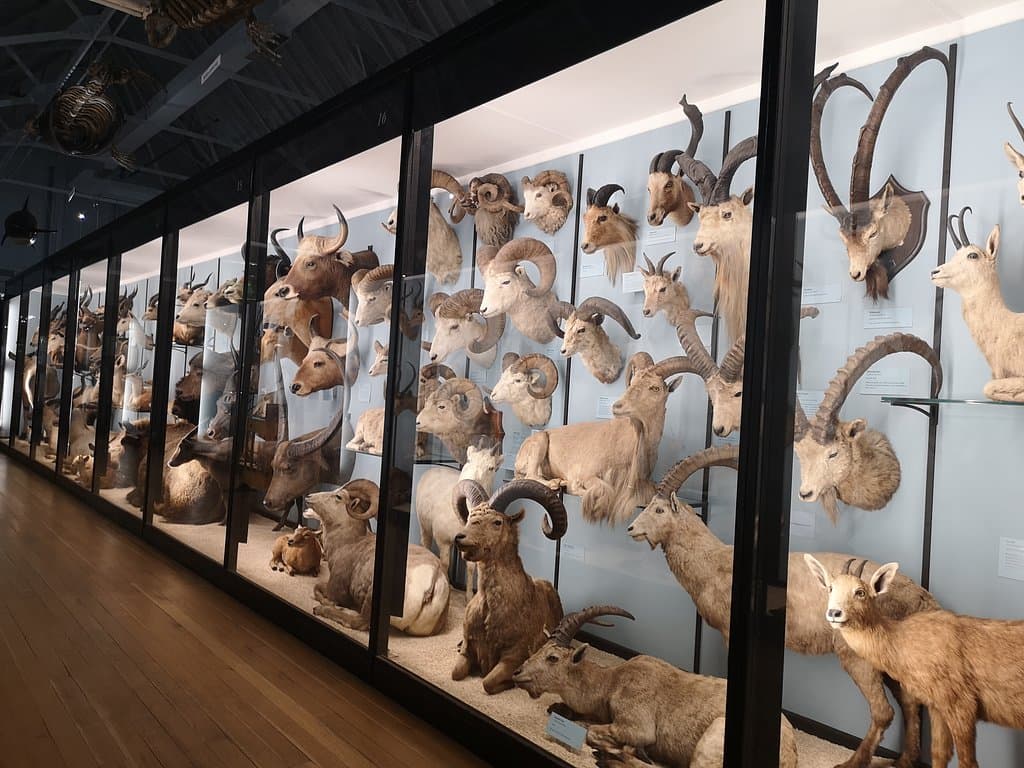 Natural History Museum Tring