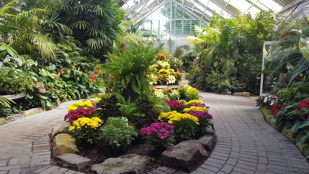 Floral displays in the Conservatory