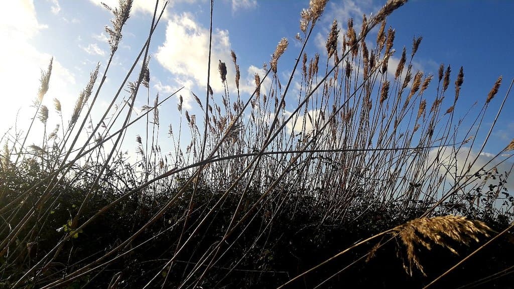 Réserve naturelle du Marais d'Yves