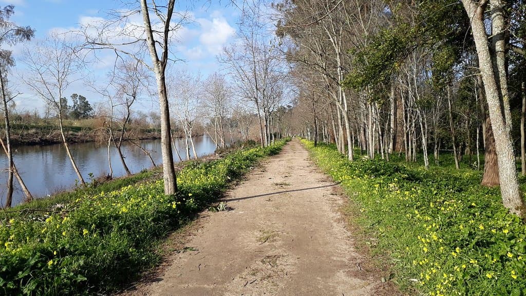 Choupal National Forest