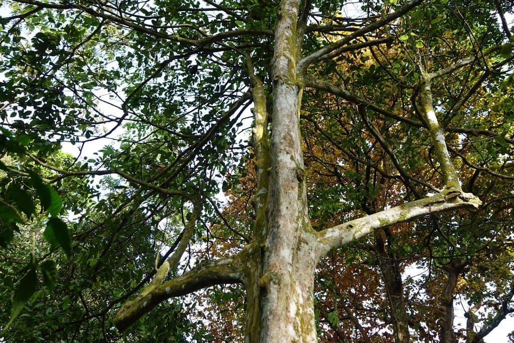 Square Trunks and elbows on this Tolkien-esque square tree!  This one guards the other square trees in the area.  