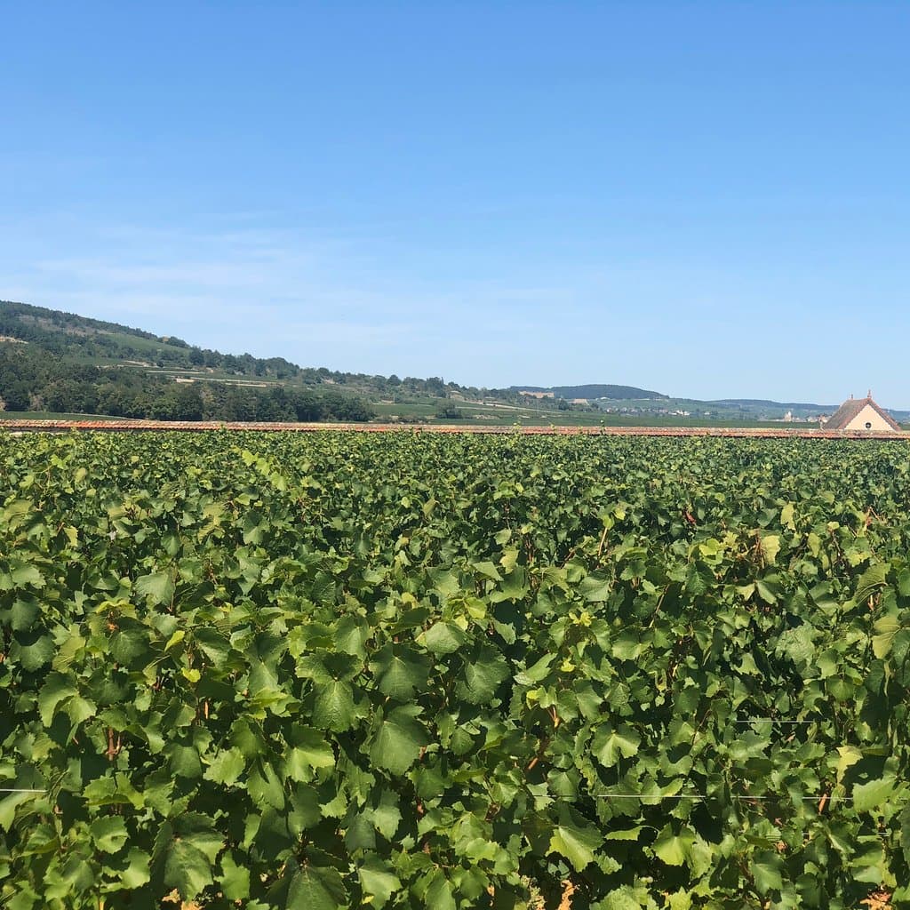 Voie des Vignes Beaune-Santenay