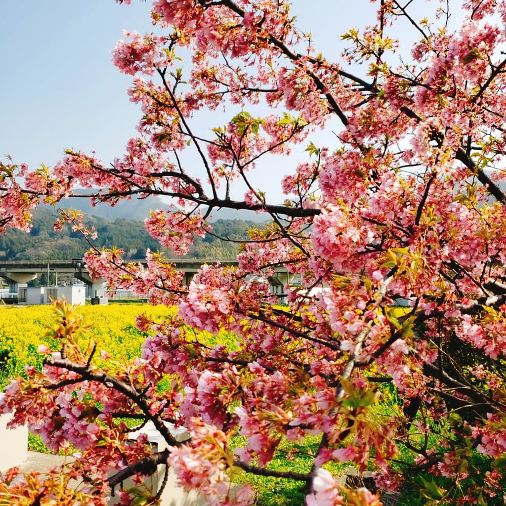 福ふくの里の菜の花畑♪ 桜も咲いてまし🌸😊