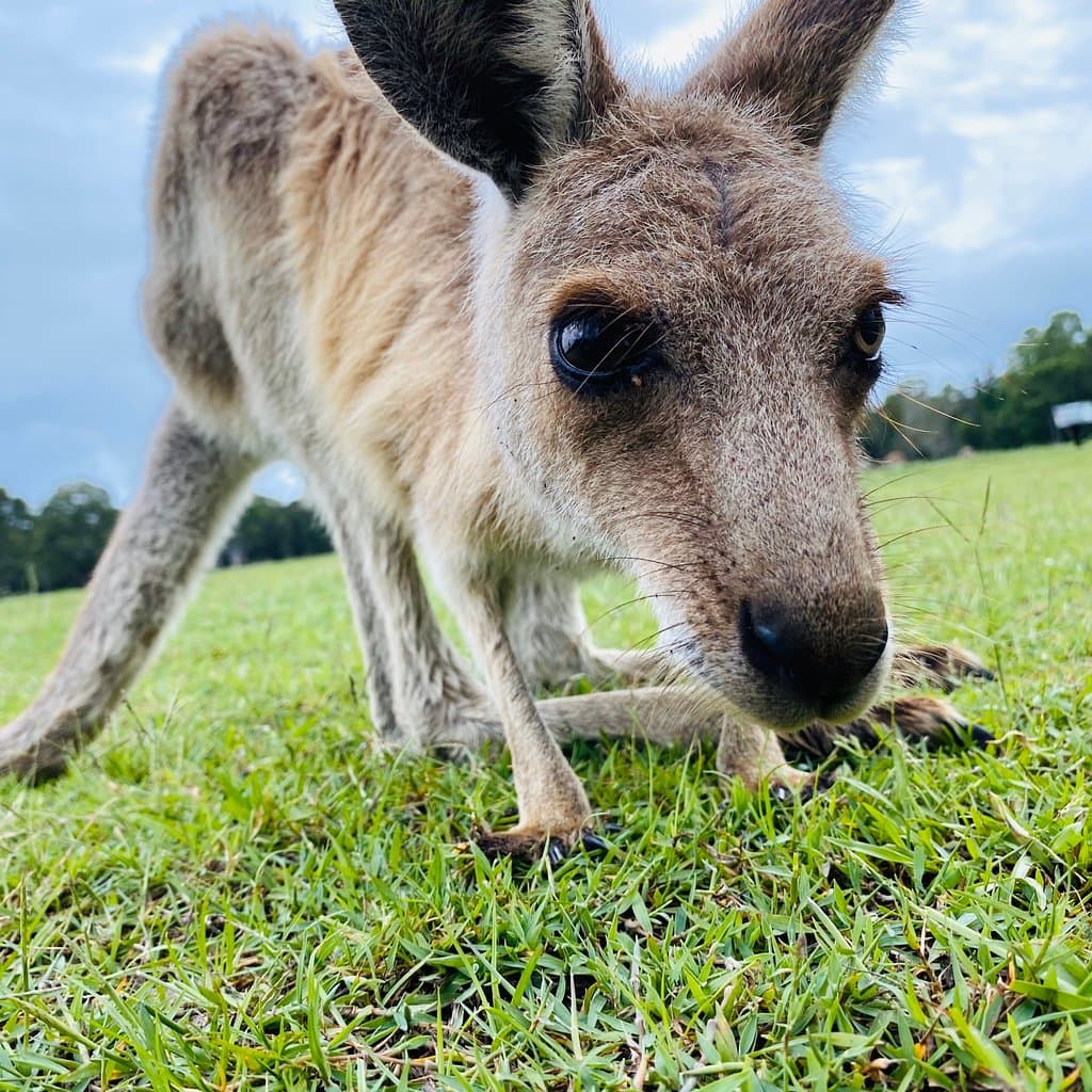 Coombabah Lakelands