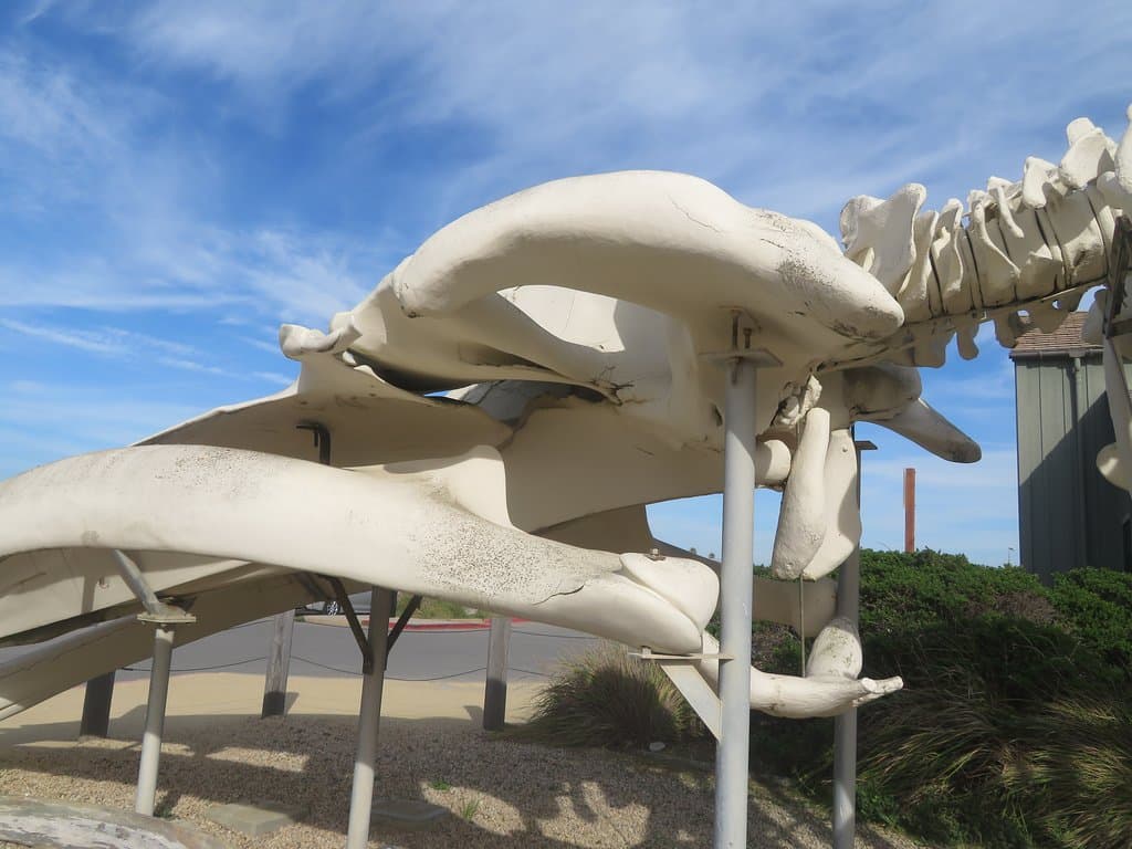 Seymour Marine Discovery Center, Santa Cruz, Ca