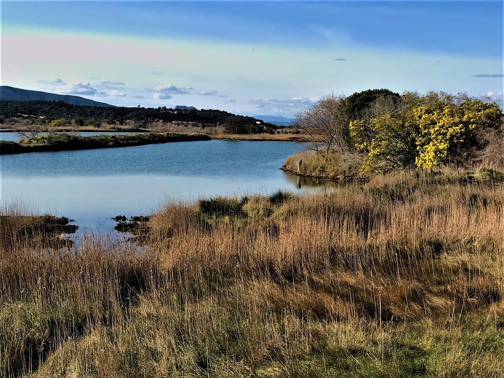 La végétation lagunaire en hiver