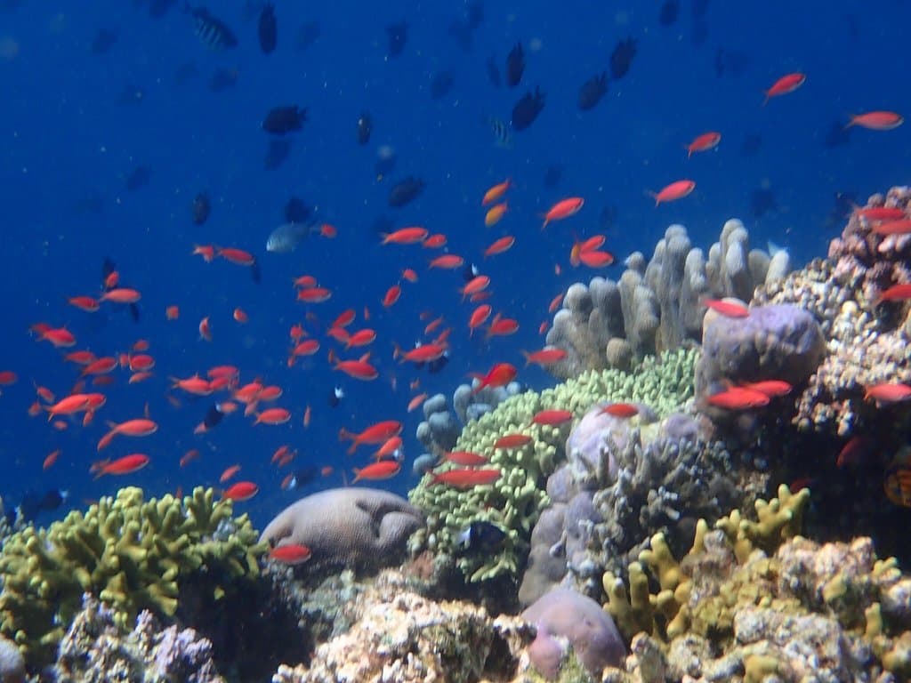 Bunaken National Marine Park