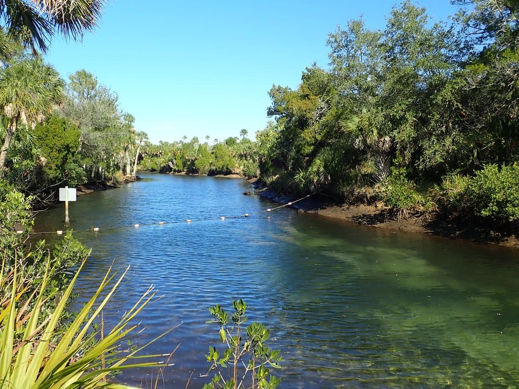 Jenkins creek (canal) with manatees along right side