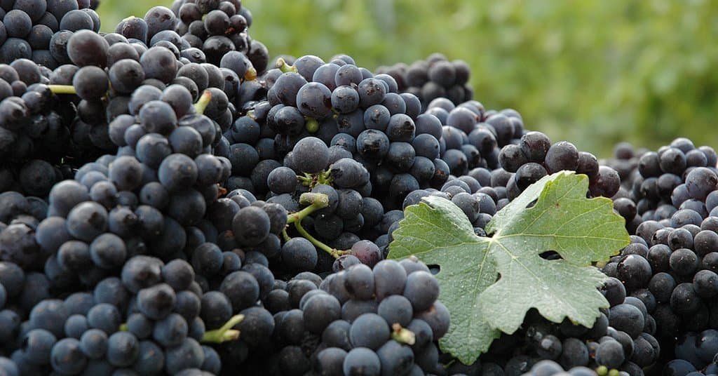Pinot Noir grapes