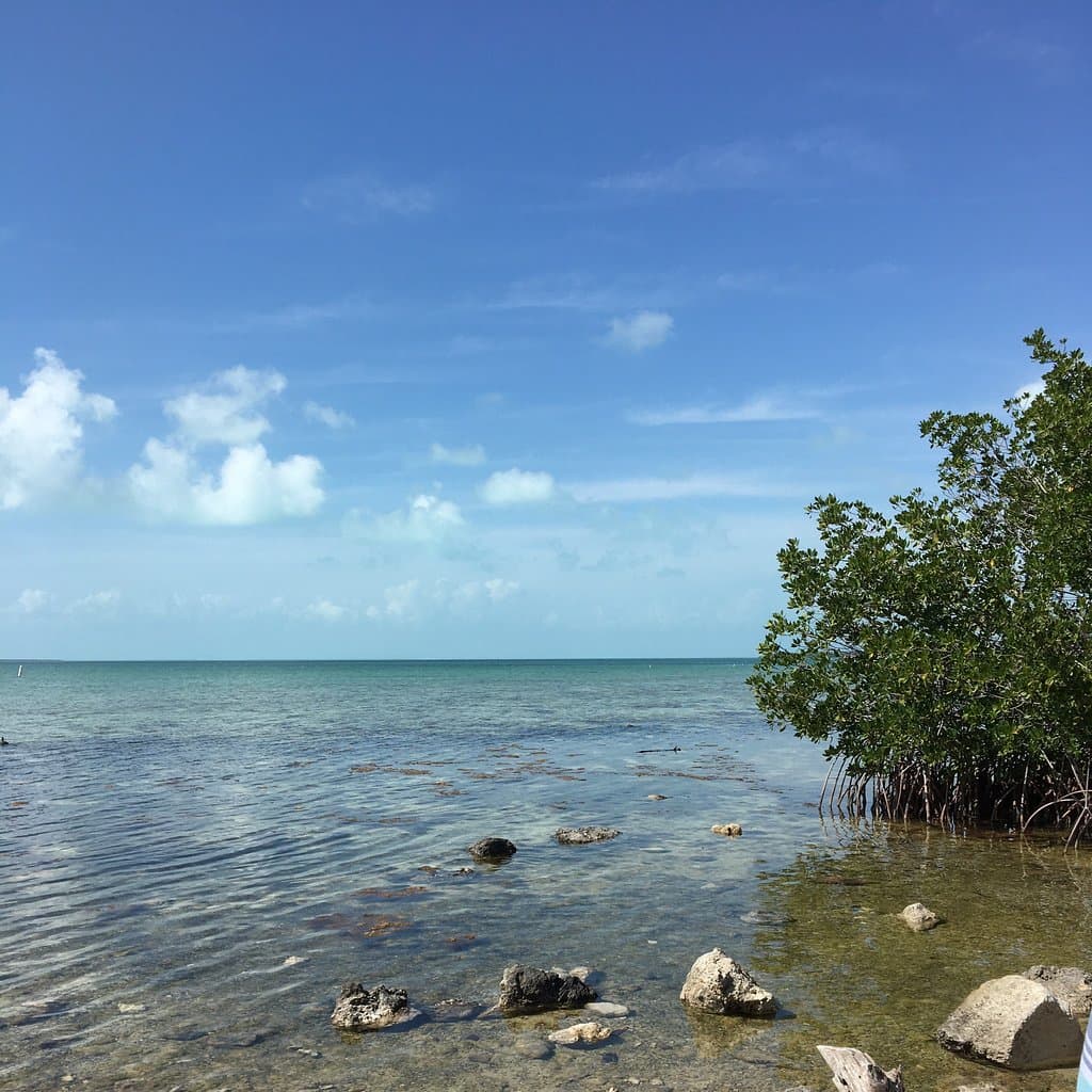 Florida Keys Wild Bird Center