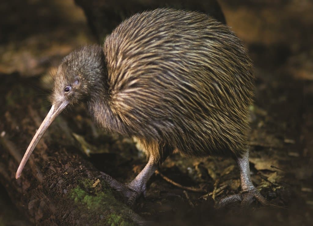 Brown kiwi. The Otorohanga Kiwi House breeds and displays these iconic and endangered New Zealand birds. (Photo credit: Pikitia Postcards)