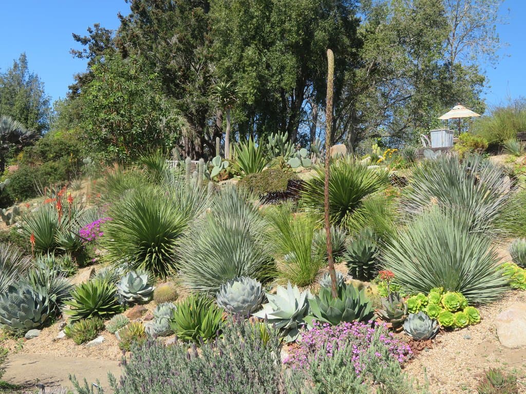 UC Santa Cruz Arboretum and Botanic Garden, Santa Cruz, CA